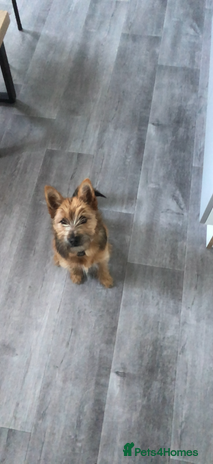 Mixed Breed dogs yorkie-pom - Advert 1