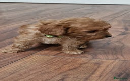 Cockapoo dogs for sale: Cockapoo - Image 9