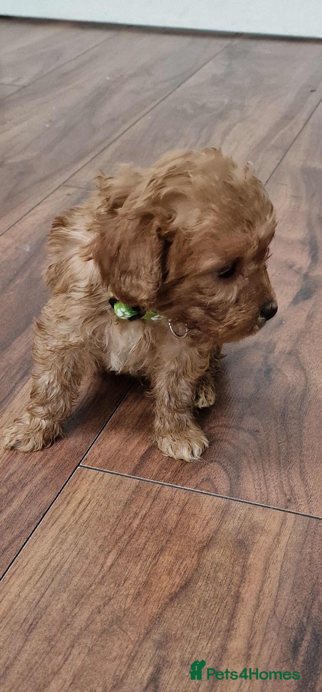 Cockapoo dogs for sale: Cockapoo - Image 9