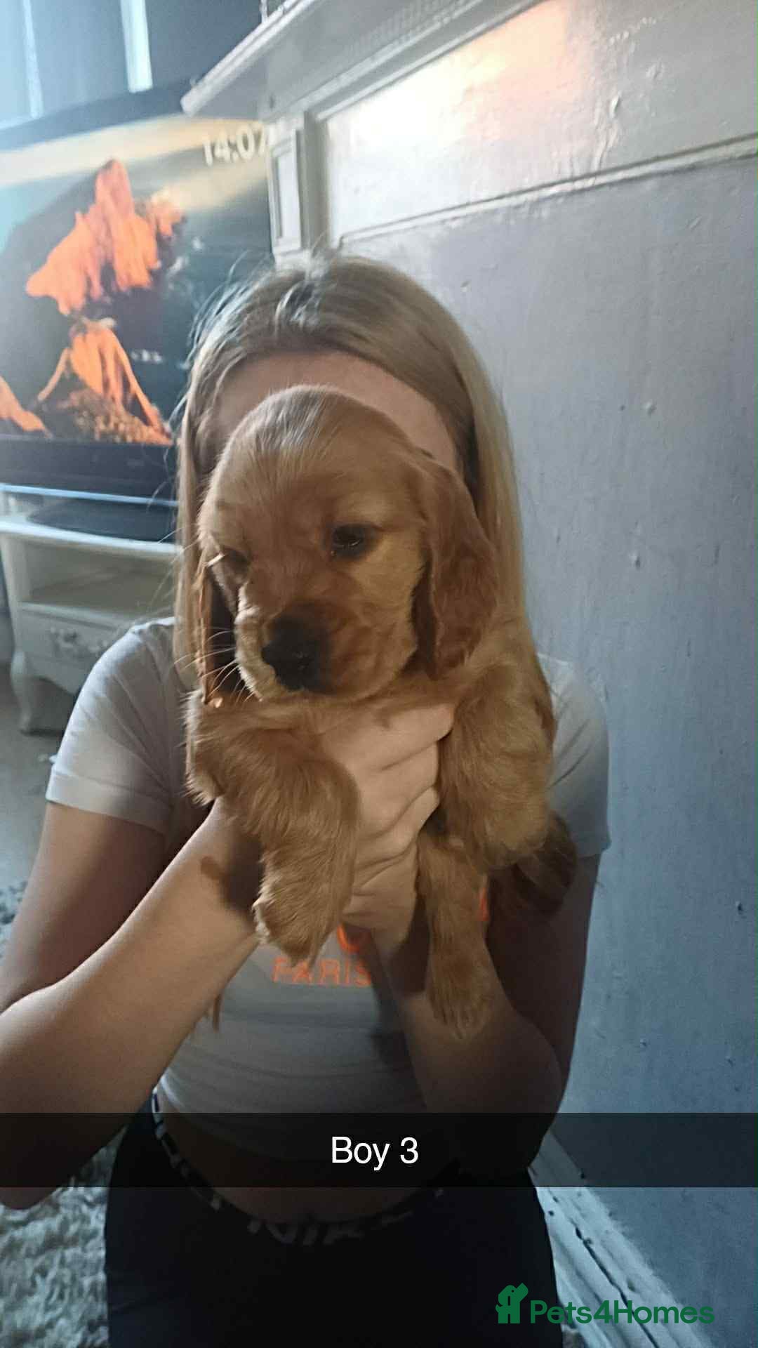 Cocker Spaniel dogs for sale: Gorgeous golden cocker spaniel puppies ready now✨️ - Advert 7