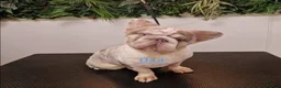 French Bulldog dogs for sale: Stunning little of French Bulldog puppies  - Advert 20