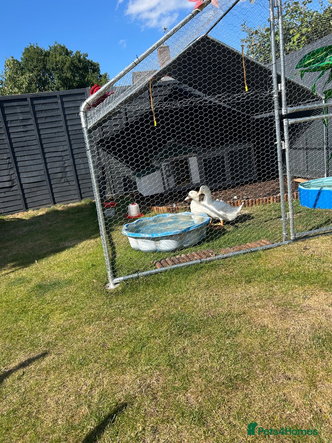 Ducks poultry for sale: Alysbury ducks  - Image 1