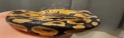Python Snake reptiles for sale: Royal ball python  - Advert 5