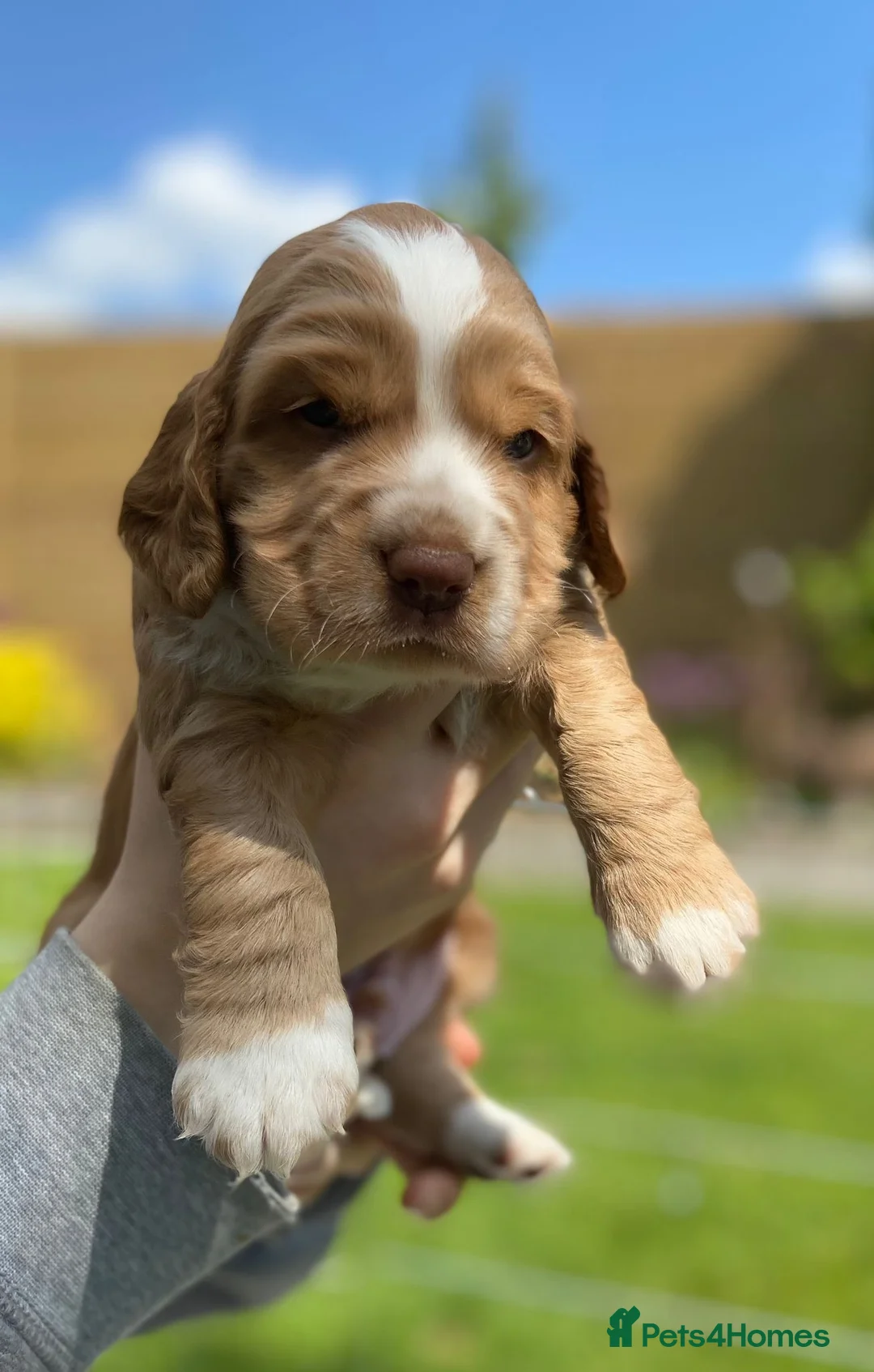 Cocker Spaniel dogs for stud: Cocker Spaniel Chocolate Sable for stud in Bedford - Advert 27