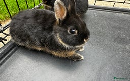 Netherland Dwarf rabbits for sale: Black Otter Netherland Dwarf Bunnies - Image 2