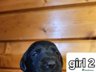 Labrador Retriever dogs Labrador puppies - Advert 7