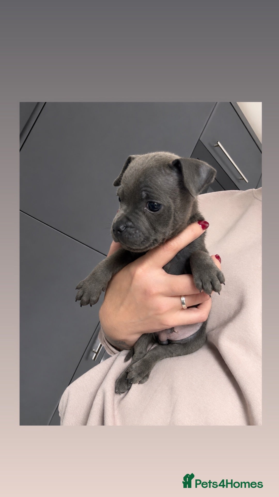Staffordshire Bull Terrier dogs ⭐ Last remaining boy READY NOW⭐ - Advert 3