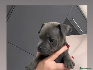 Staffordshire Bull Terrier dogs ⭐ Last remaining boy READY NOW⭐ - Advert 3