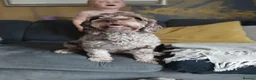 Cockapoo dogs for sale: 🐾 Beautiful Cockapoo Puppies 🐾75%cocker25%poodle - Advert 15