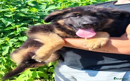German Shepherd dogs for sale: Outstanding KC longhaired german shepherd puppies - Image 22