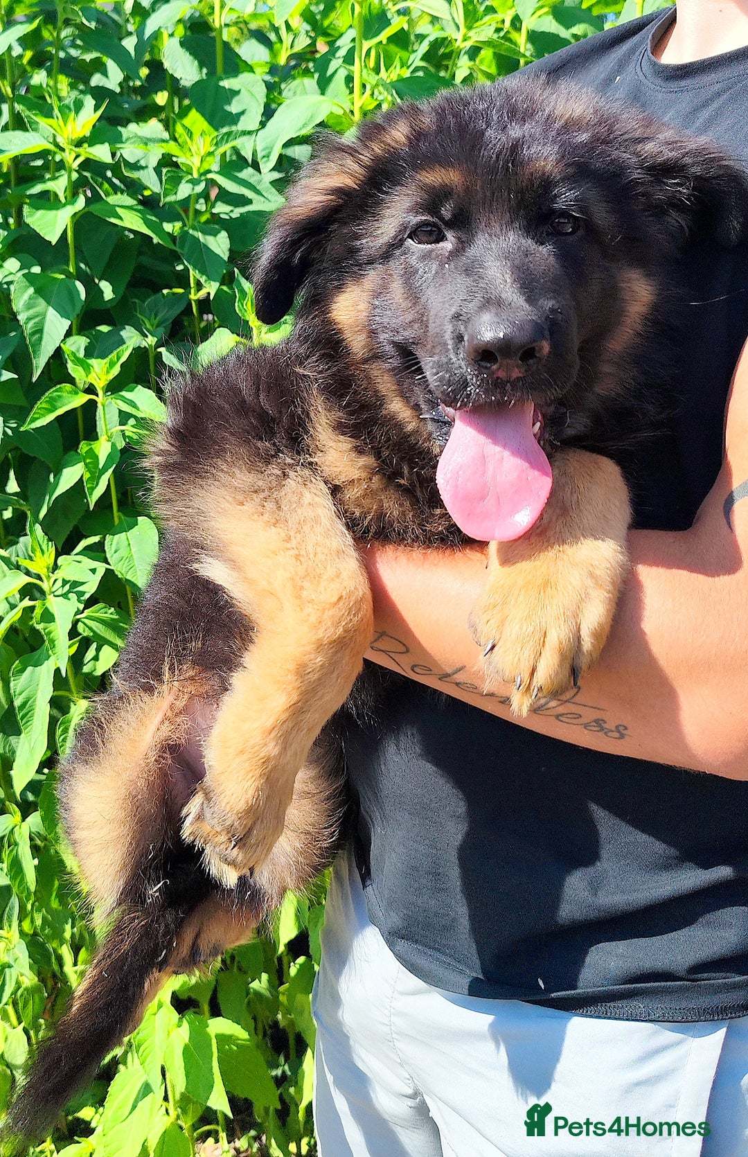 German Shepherd dogs for sale: Outstanding KC longhaired german shepherd puppies - Image 22