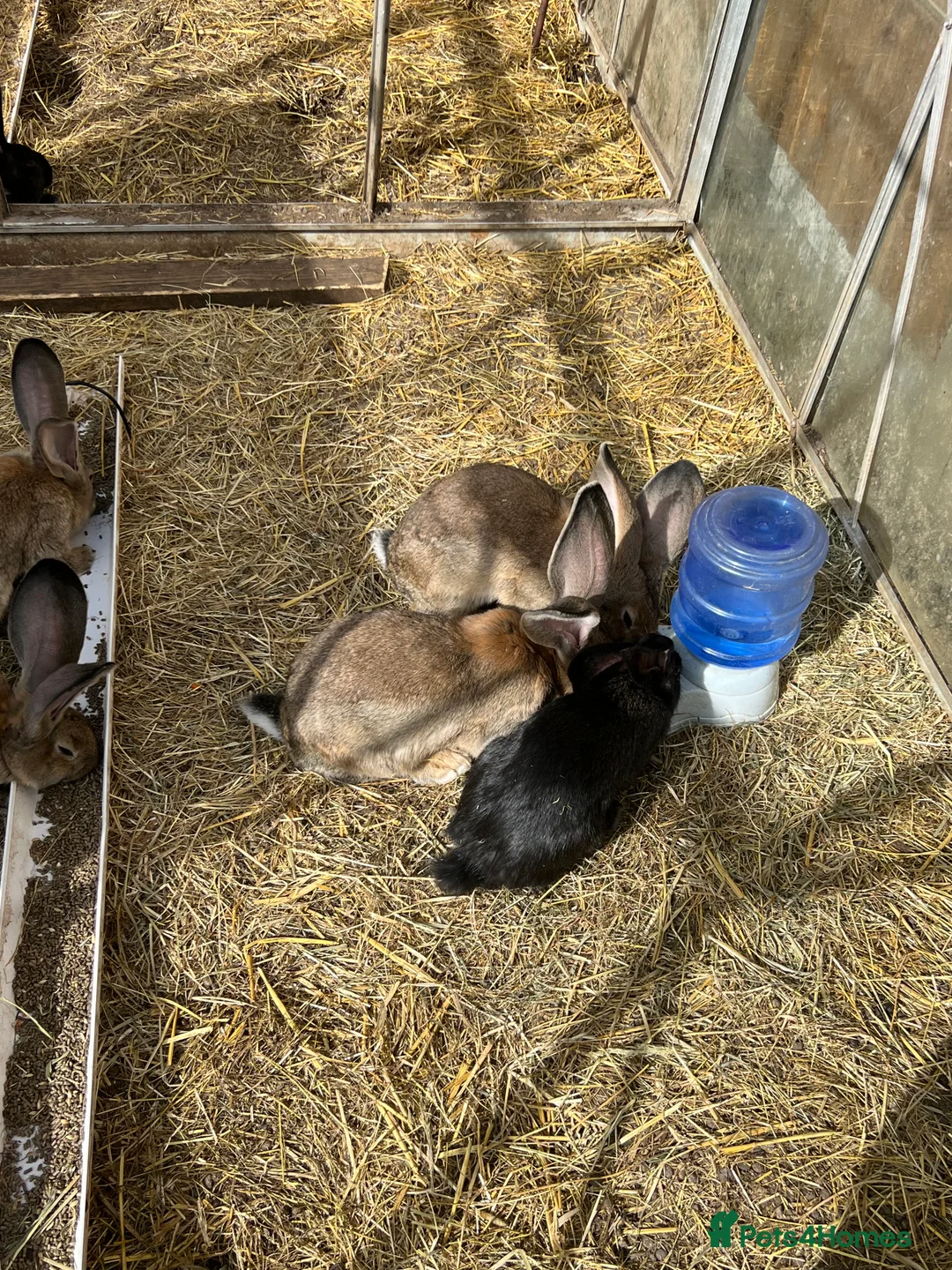 Continental Giant rabbits for sale: Giant continental  - Advert 2