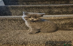 British Shorthair cats for sale: British shorthair kittens for sale.  - Image 7