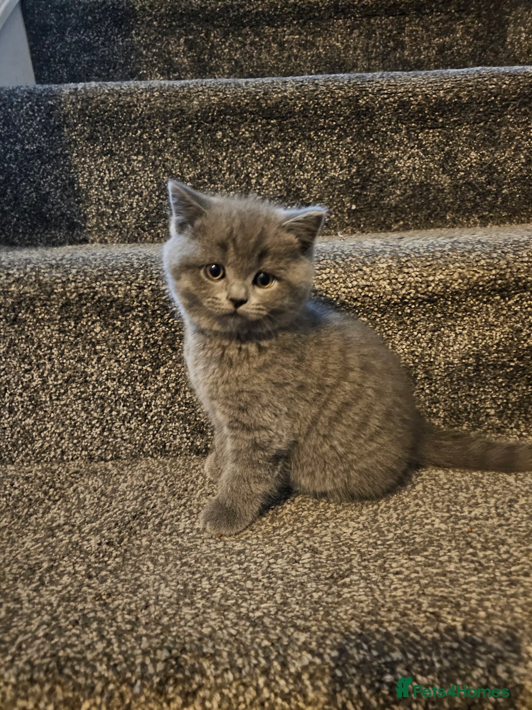 British Shorthair cats for sale: British shorthair kittens for sale.  - Image 7