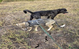 Mixed Breed dogs for adoption: Sweet, Friendly Young RUBY - for a Loving Family - Advert 4