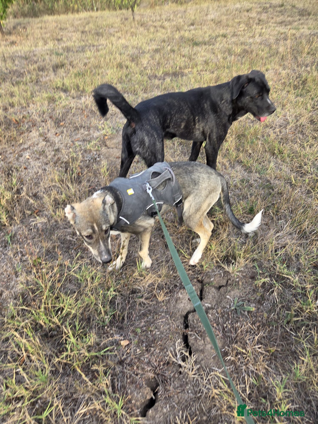 Mixed Breed dogs for adoption: Sweet, Friendly Young RUBY - for a Loving Family - Advert 4