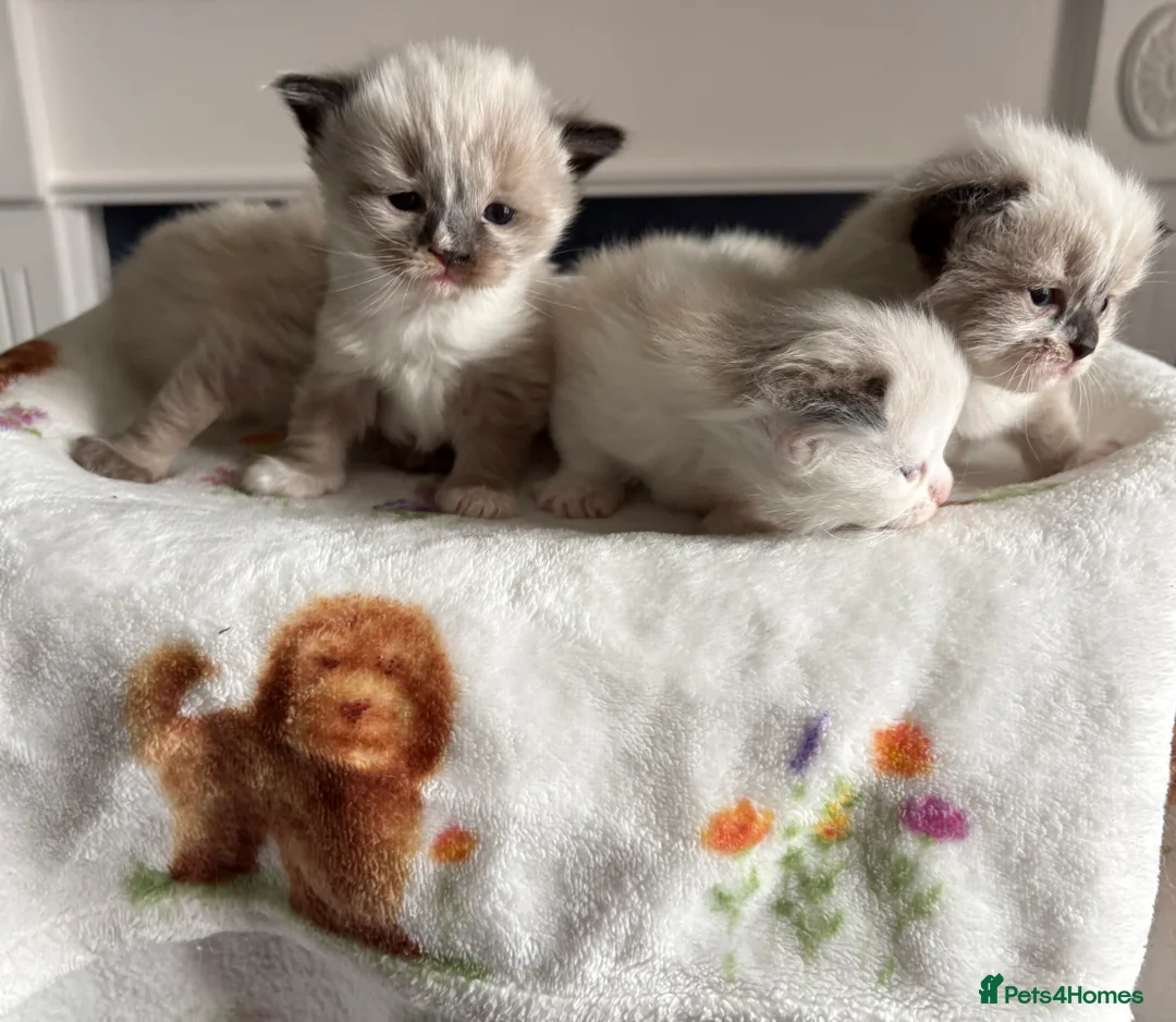 Ragdoll cats for sale: Microchipped Ragdoll Pedigree Kittens in Doncaster - Advert 2