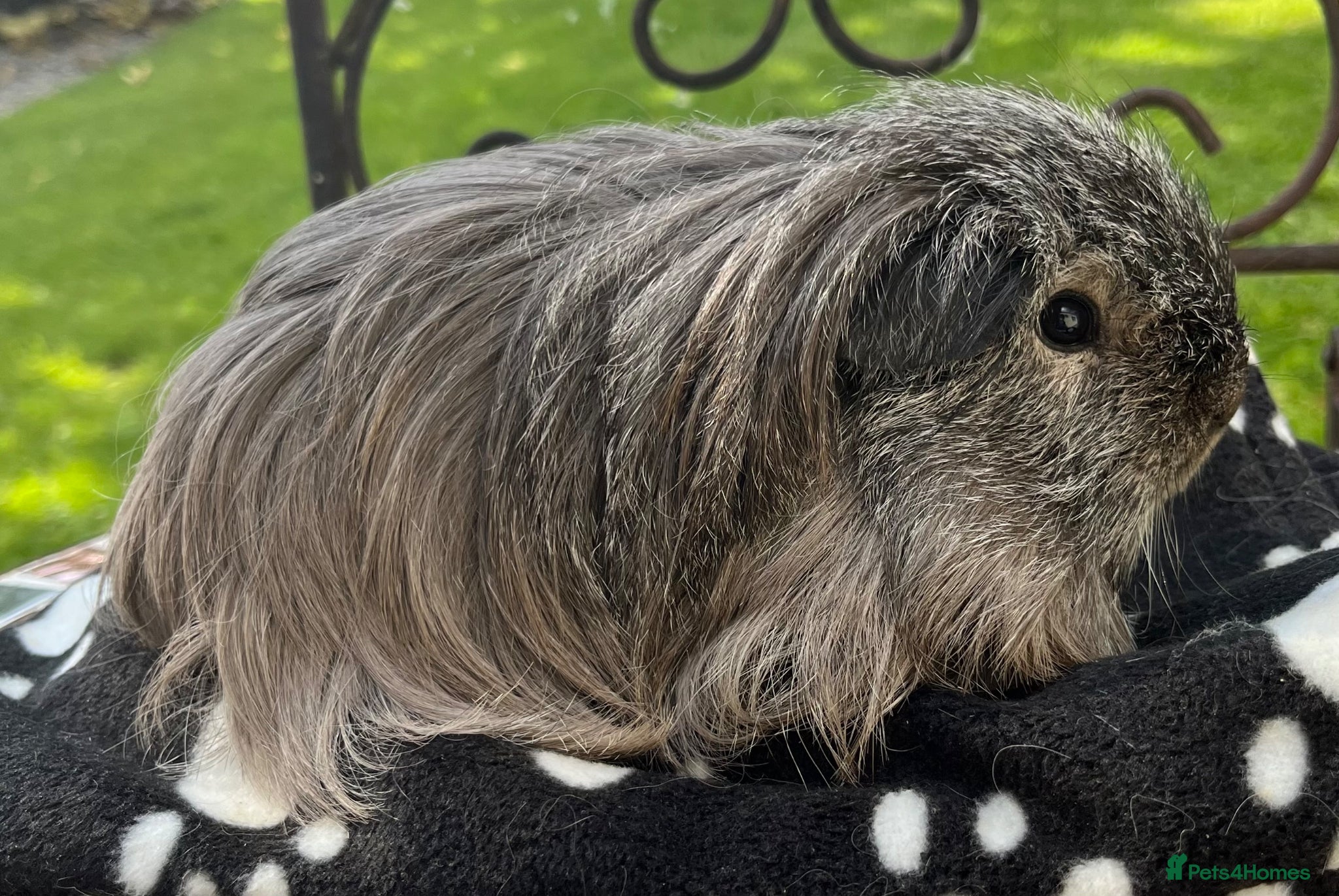 Guinea Pig rodents Sheltie (Silky) Guinea pig. - Advert 1