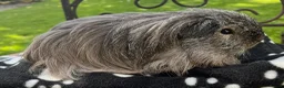 Guinea Pig rodents for sale: Sheltie (Silky) Guinea pig. - Advert 1