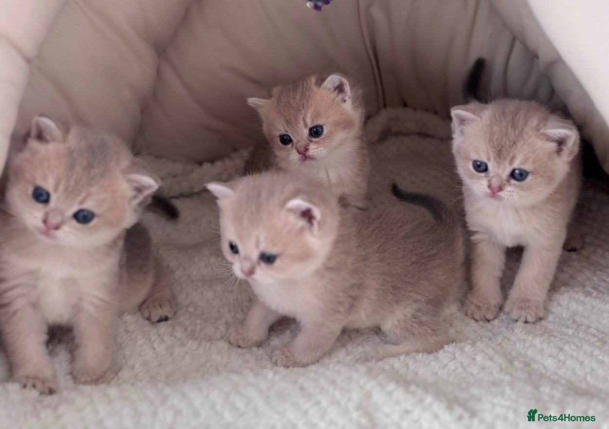 Scottish Fold cats Exceptional Blue Golden Scottish Fold & Straight🐱 - Advert 2