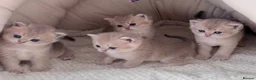 Scottish Fold cats for sale: Exceptional Blue Golden Scottish Fold & Straight🐱 - Advert 2