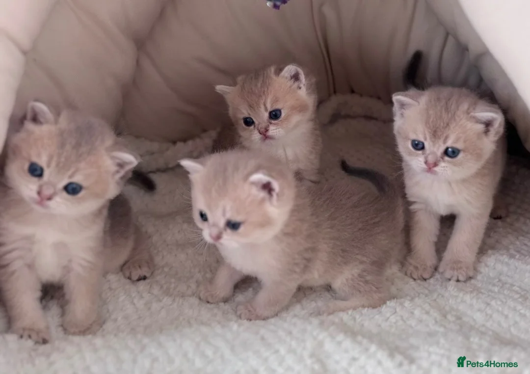 Scottish Fold cats for sale: Exceptional Blue Golden Scottish Fold & Straight🐱 - Advert 2