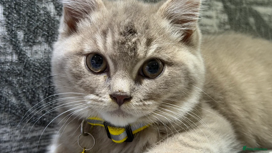 British Shorthair cats for sale: LilacBritish shorthair  - Advert 2