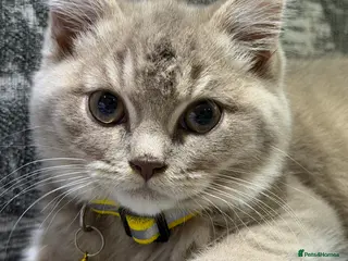 British Shorthair cats Lilac British shorthair - Advert 2