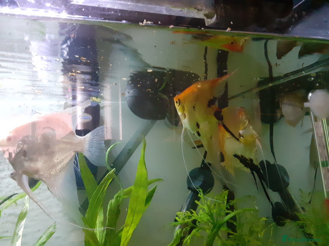 Angelfish fish for sale: Angel fish, large multicoloured mixed sex - Image 5