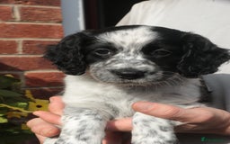 Mixed Breed dogs for sale: Merle Sprollies/Cotralian - Image 4