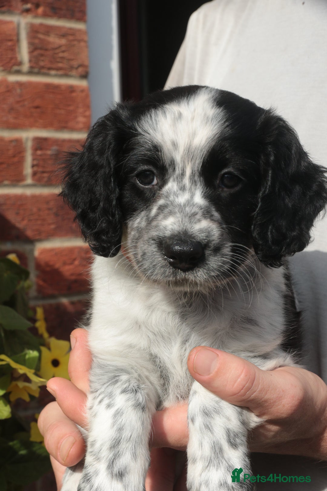 Mixed Breed dogs for sale: Merle Sprollies/Cotralian - Image 4