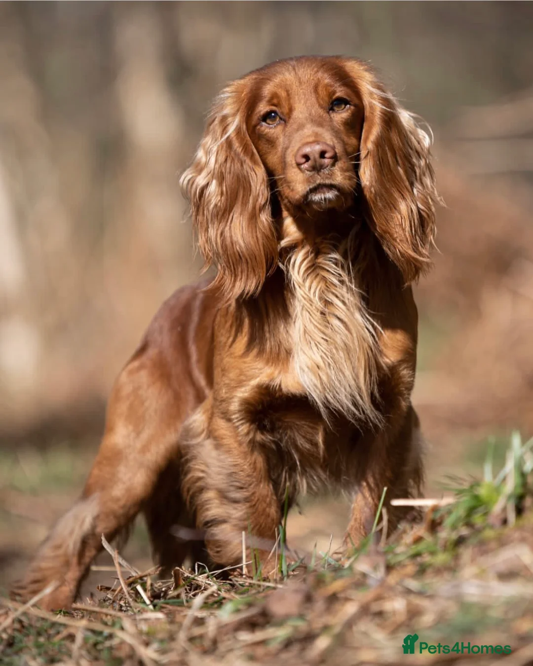 Cocker Spaniel dogs for sale: Cockerspaniel dog puppies - Advert 5