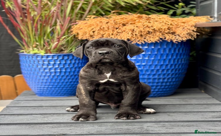 Mixed Breed dogs - Advert 6