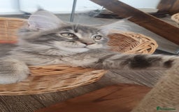 Maine Coon cats for sale: Only one left 🏅TICA🏅Pedigree maine coon kitten  - Image 7