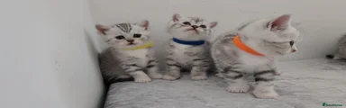 British Shorthair  - YELLOW COLLAR - GIRL