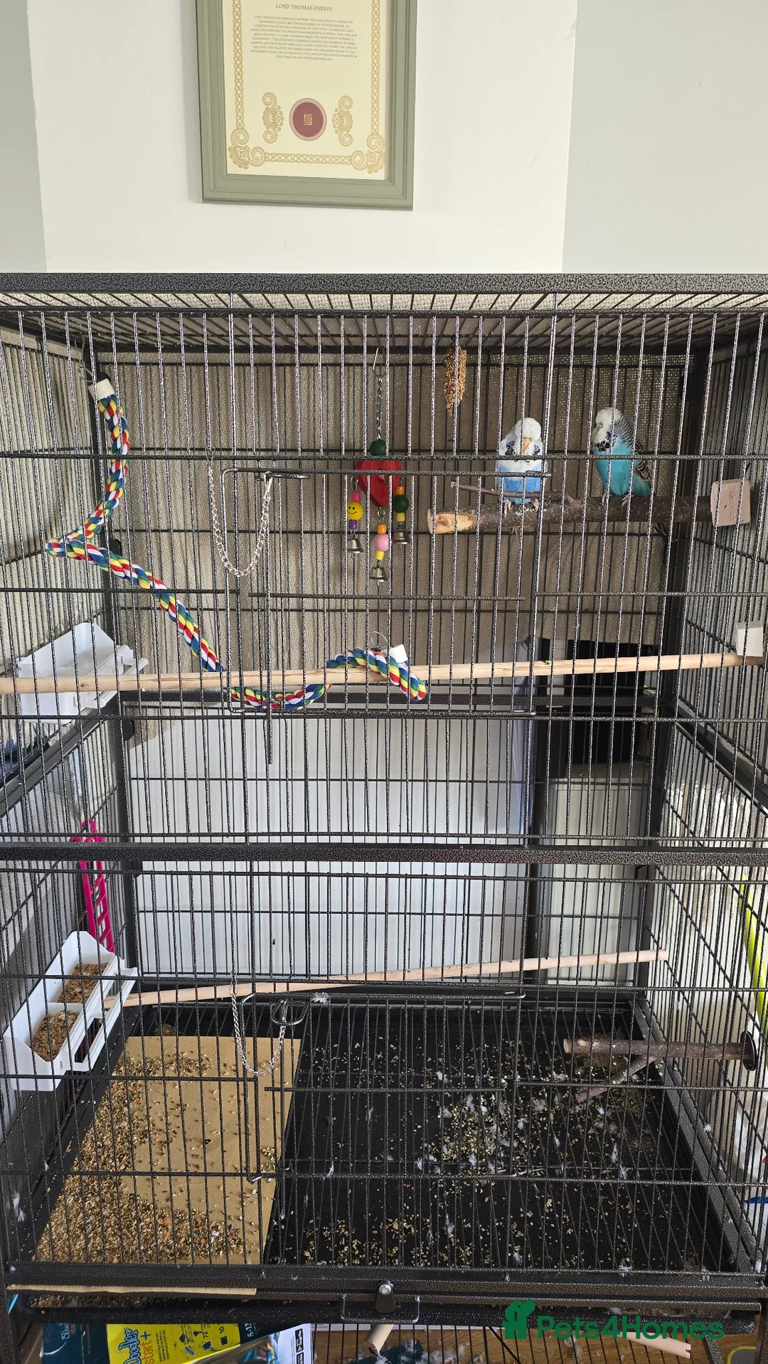 Budgerigars birds for sale: 2 female budgies with set up - Advert 2