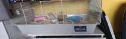 Hamster rodents for sale: Hamster  in Manchester - Advert 6