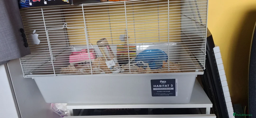 Hamster rodents for sale: Hamster  in Manchester - Advert 6