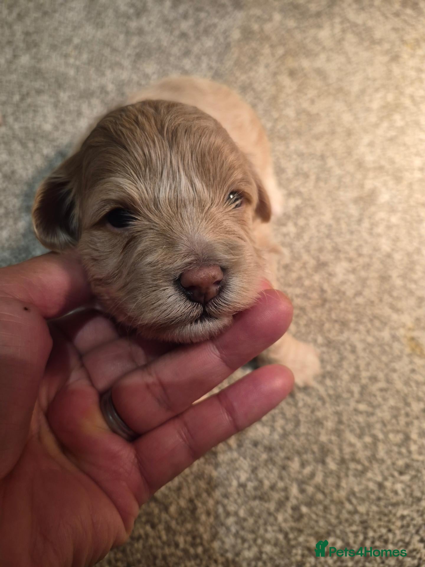 Maltipoo dogs Beautiful   maltipoo pups - Advert 2