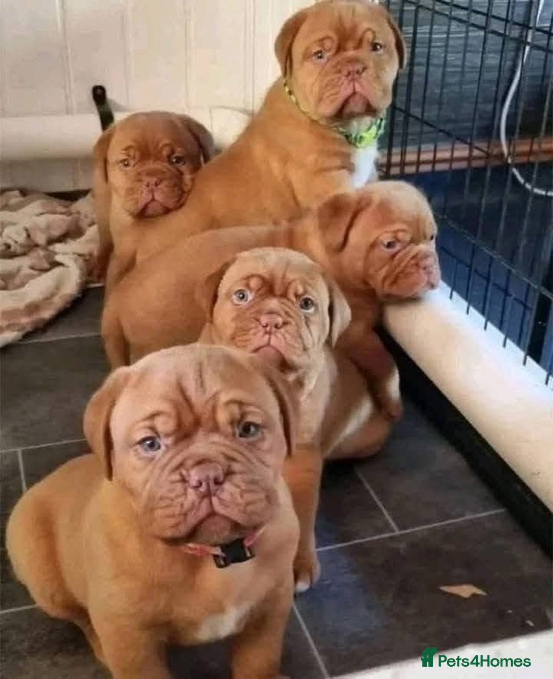 Dogue De Bordeaux dogs for sale: Adorable Dogue de Bordeaux Puppies for Sale - Advert 4