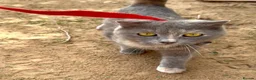 Arabian Mau cats for adoption: Bella  - Advert 2