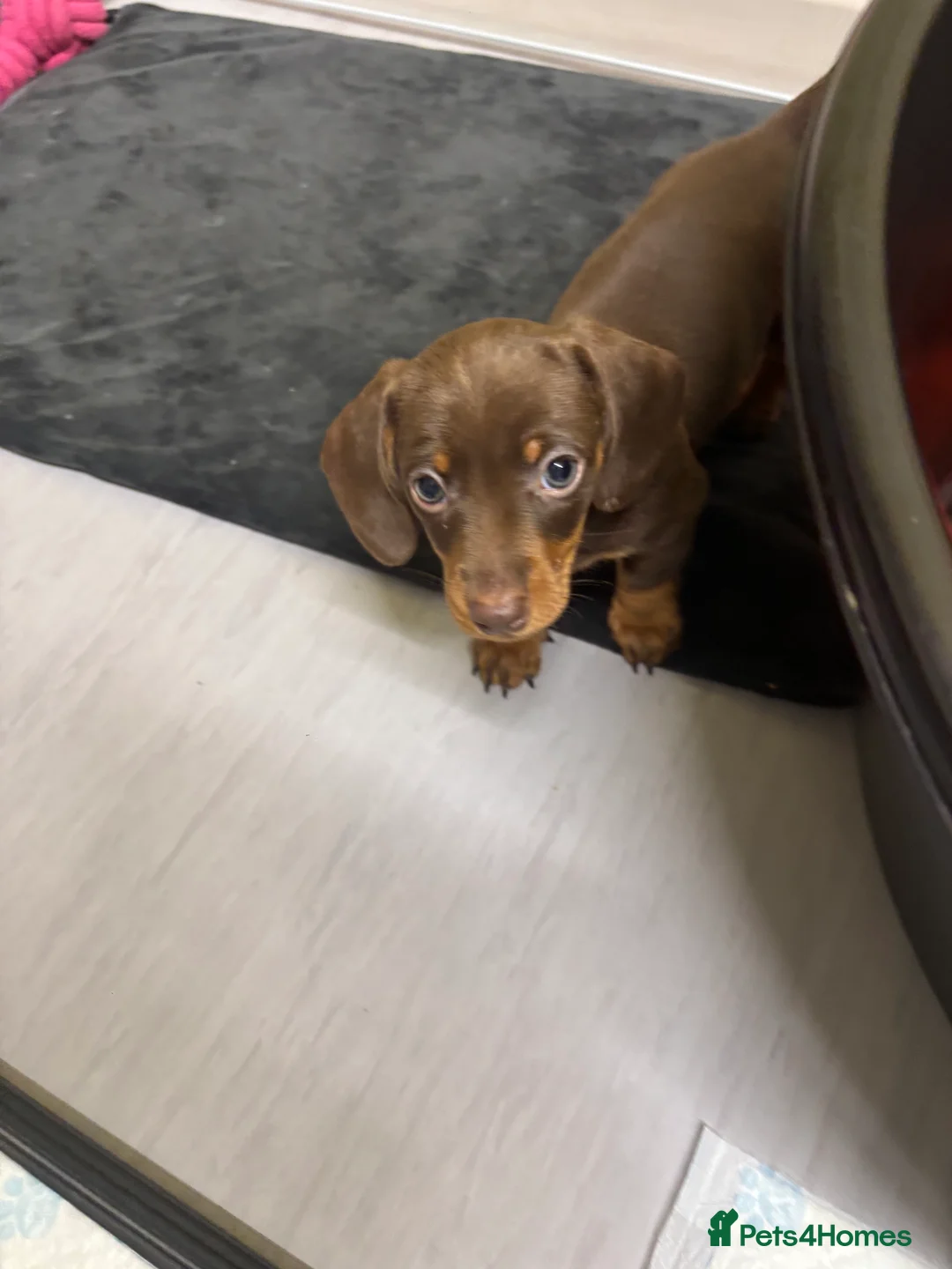 Miniature Dachshund dogs for sale: Stunning miniature dachshund puppies  - Advert 10