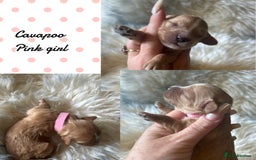 Cavapoo dogs for sale: Beautiful fully DNA tested Cavapoo's  - Image 15