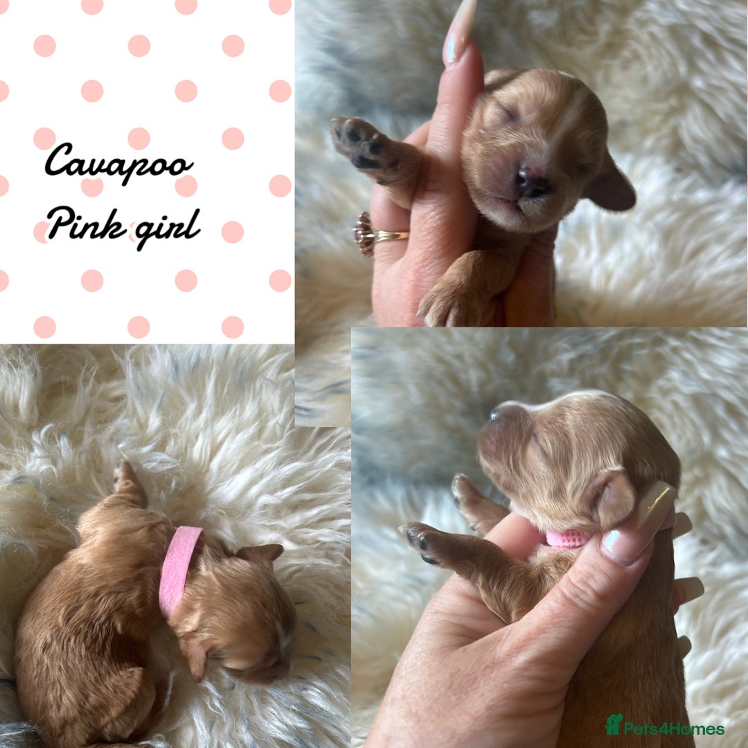 Cavapoo dogs for sale: Beautiful fully DNA tested Cavapoo's  - Image 15