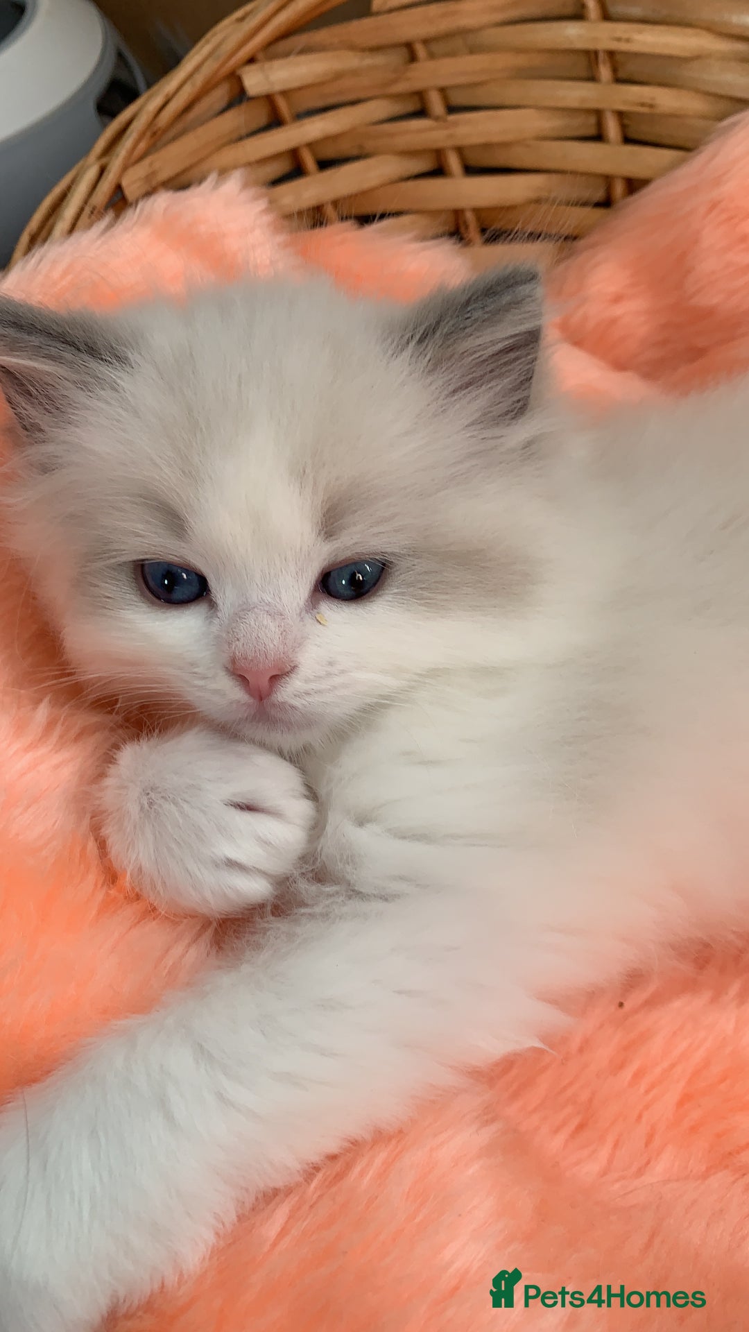 Ragdoll cats for sale: Beautiful two GCCF kittens. Blue Bicolour Ragdolls - Advert 9