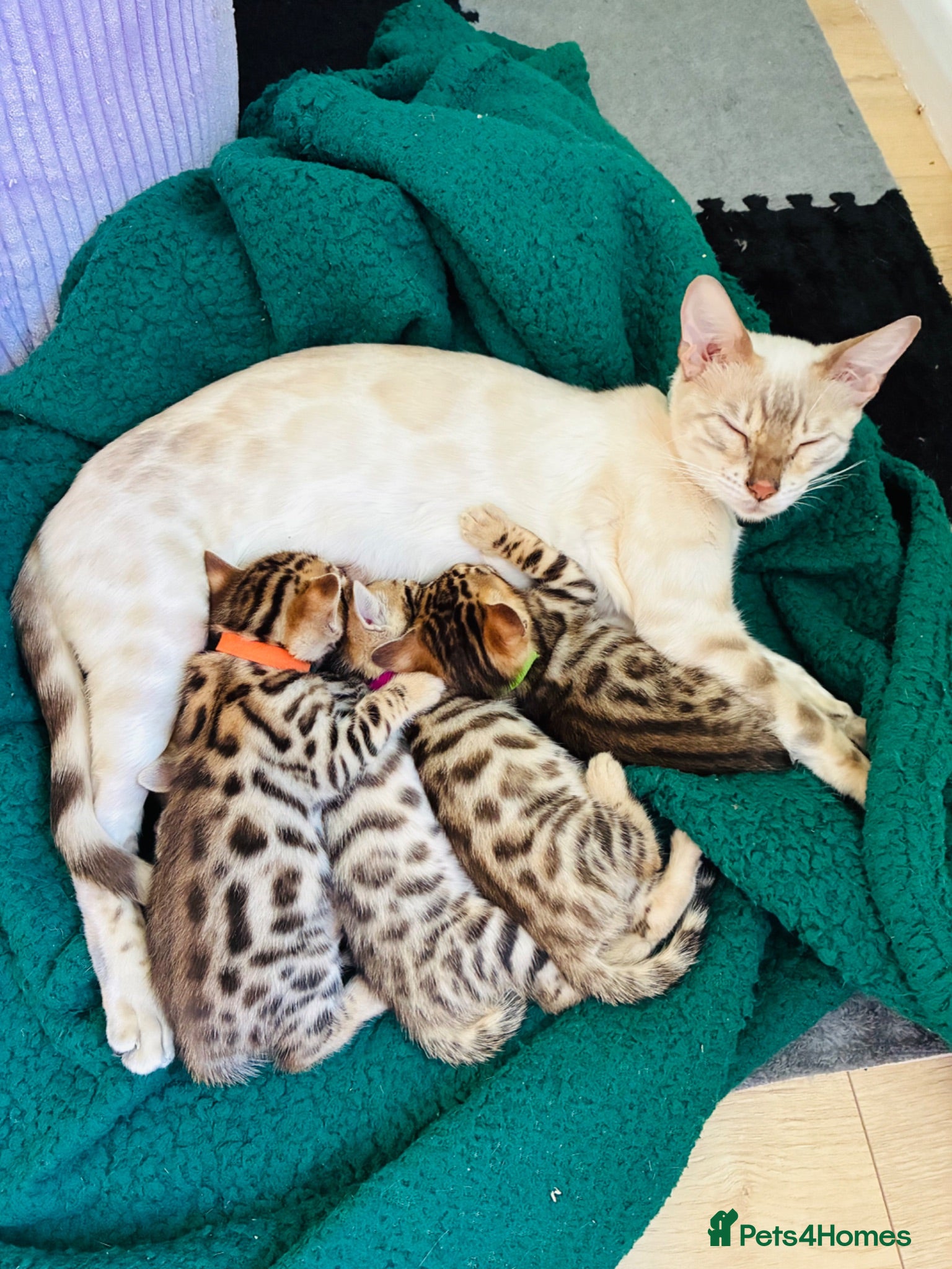 Bengal cats Stunning Bengal Kittens  - Advert 1
