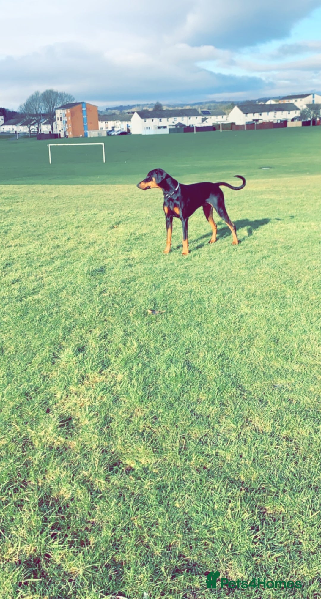 Dobermann dogs for sale: Wonderful Doberman for unfortunate adoption  - Advert 22