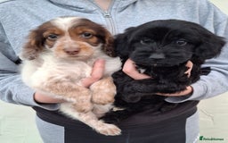 Cockapoo dogs for sale: Health tested show type cockapoo puppies! - Image 5