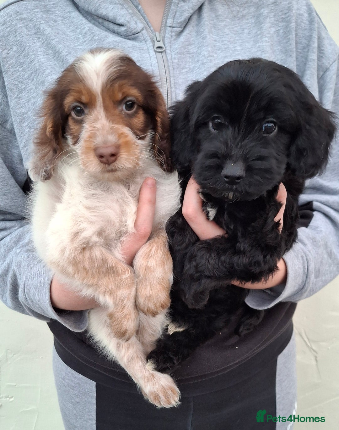 Cockapoo dogs for sale: Health tested show type cockapoo puppies! - Image 5
