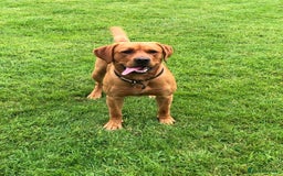 Labrador Retriever dogs for sale: ***LAST 2 BLACK & FOX RED BOYS*** - Image 30